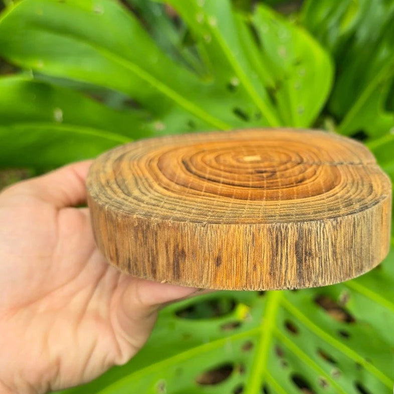 Food-safe Thai teak wood slice with natural wood grain, perfect for use as a rustic serving board or heavy-duty coaster.