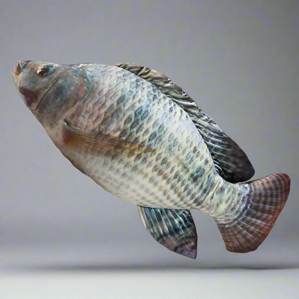 giant fish pillow