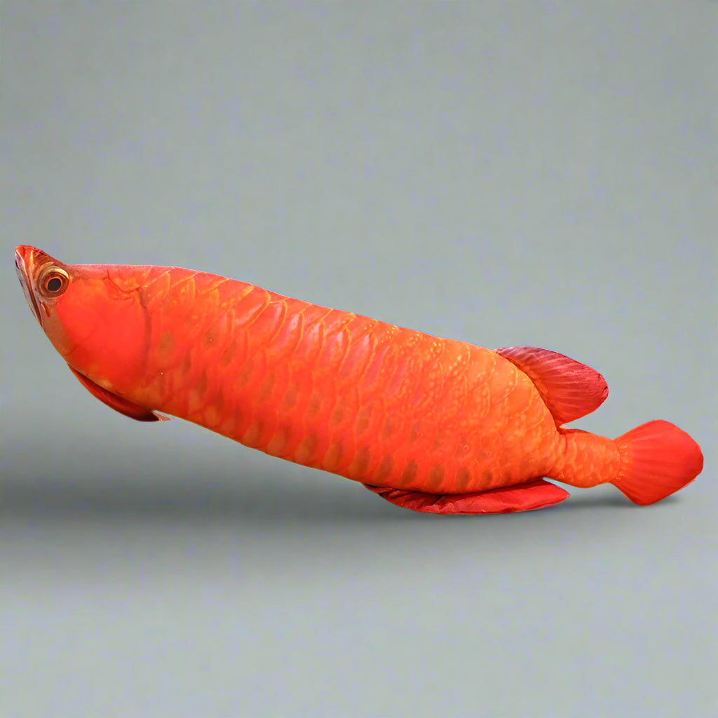 giant fish pillow