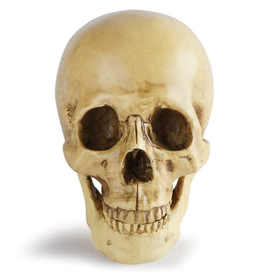 Resin Skull head Model Sculpture