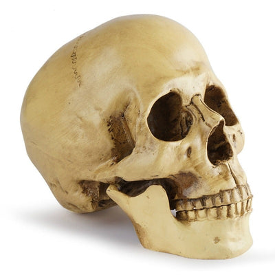 Resin Skull head Model Sculpture
