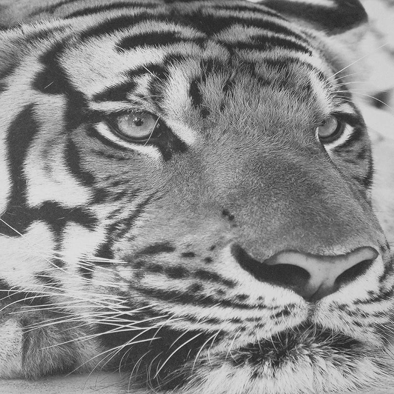 Black White Tiger Mural Wallpaper