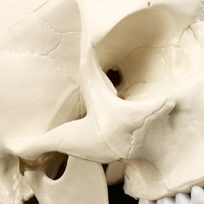 Skull Human Anatomy Resin Head Skeleton - Goods Shopi