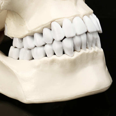 Skull Human Anatomy Resin Head Skeleton - Goods Shopi
