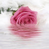 Wallpaper Mural 3D Beautiful Flower Romantic Rose - Goods Shopi