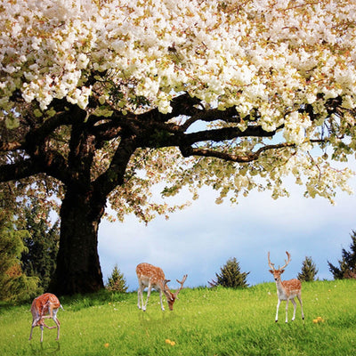 Mural Wallpaper Cherry Blossom Trees - Goods Shopi