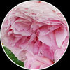 3D Mural Wallpaper Pink Flowers - Goods Shopi